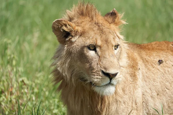 Een Jonge Leeuw in de morgen zon van Ngorongoro krater Serengeti — Stockfoto