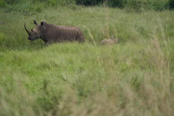 Rhino Baby and Mother- Rhinoceros with Bird Black rhinoceroshook-lipped rhinoceros Diceros bicornis