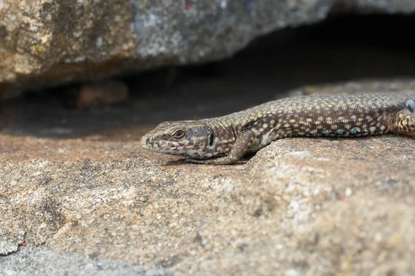 Lézard mural commun podarcis muralis Reptile Gros plan Portrait Clair — Photo