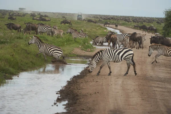 Plains zebra Equus quagga- Big Five Safari Zwart en wit gestript Grote migratie Serengeti — Stockfoto