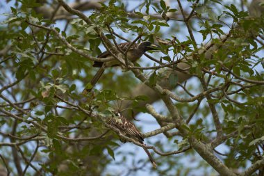  Afrika boynuzu gagalı Lophoceros nasutus tropikal kuşlar Eski Dünya 'da bulundu. Afrika. Yemek böceğiyle portre
