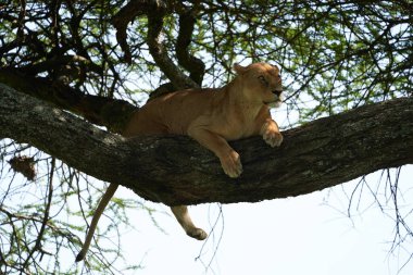 Dişi aslan Serengeti 'ye tırmanıyor - Aslan Safari Portresi