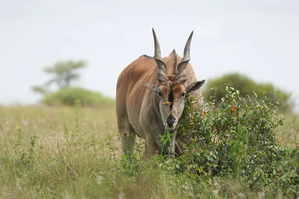 Common eland Taurotragus oryx também conhecido como Southern eland ou eland antílope em savana e planícies África Oriental — Fotografia de Stock