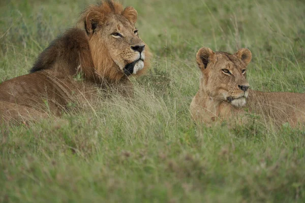 León y Leona Kenia Safari Savanna Mating — Foto de Stock