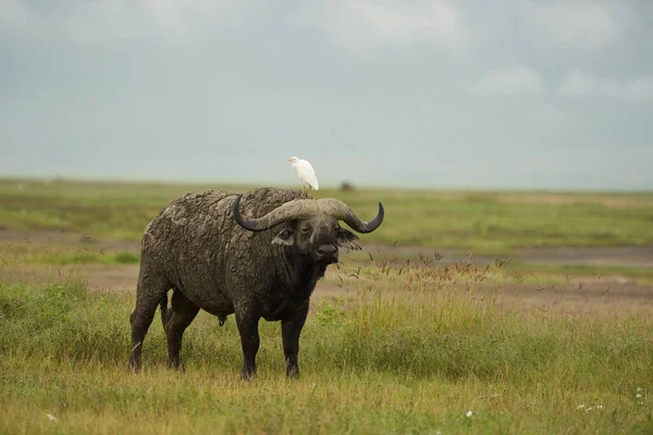 Afrikaanse waterbuffel Serengeti - Syncerus caffer Big Five Safari — Stockfoto