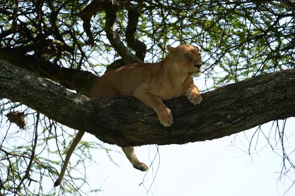 Lioness drzewo wspinaczka Serengeti - Lion Safari Portret — Zdjęcie stockowe