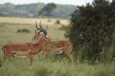 Impala Grubu İmpalas Antilop Afrika 'nın Portresi Safari