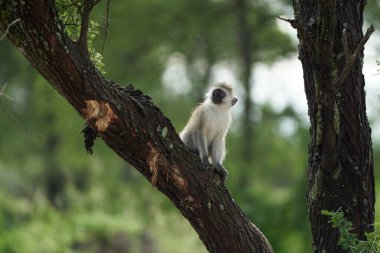 Vervet maymunu Chlorocebus pygerythrus Cercopithecidae Afrika portresi ailesinin eski dünya maymunu.