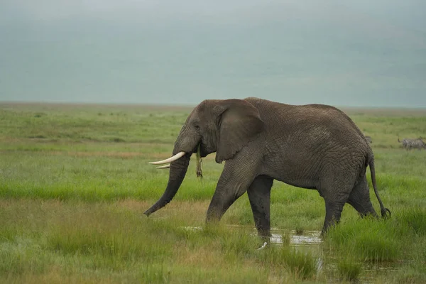 大象大块头塔斯克 · 安博塞利- -非洲五大头萨法利- -非洲小灌木象 — 图库照片
