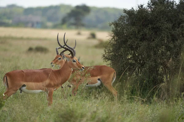 Impala Group Impalas Antelope Portrait África Safari — Fotografia de Stock