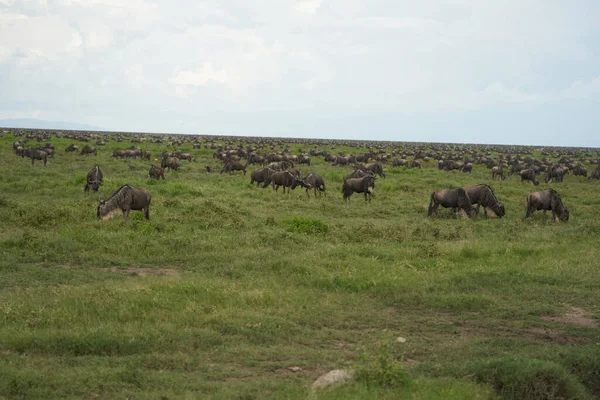 Grande migração Serengeti Gnu Wildebeest Zebra Connochaetes taurinus — Fotografia de Stock