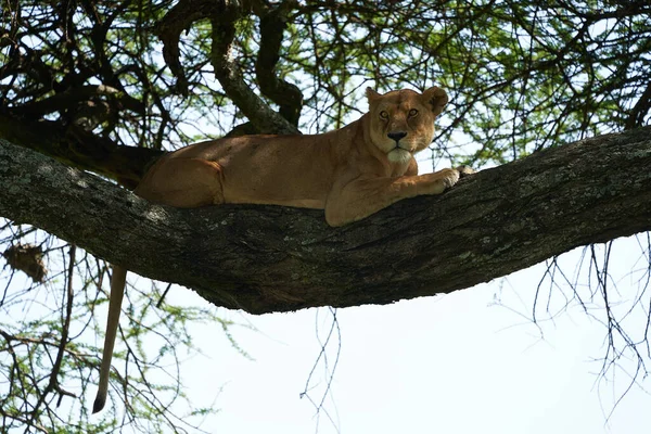 Leeuwin boom beklimmen Serengeti - Lion Safari Portret — Stockfoto