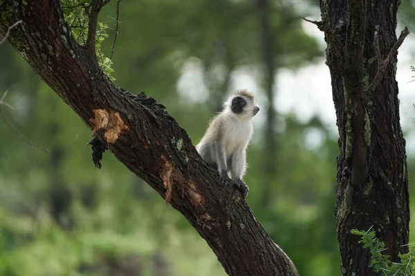 Vervet monkey Chlorocebus pygerythrus Old World monkey of the family Cercopithecidae Africa Portrait — Stock Photo, Image