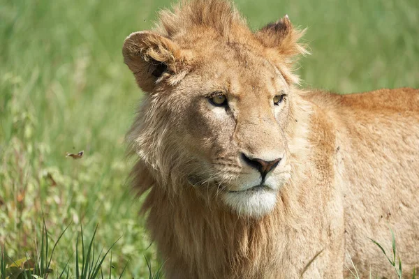 Een Jonge Leeuw in de morgen zon van Ngorongoro krater Serengeti — Stockfoto