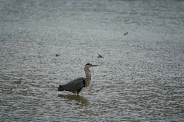 Garza gris Ardea cinerea largo patas depredador vadeando garza aves pescando comer aves — Foto de Stock