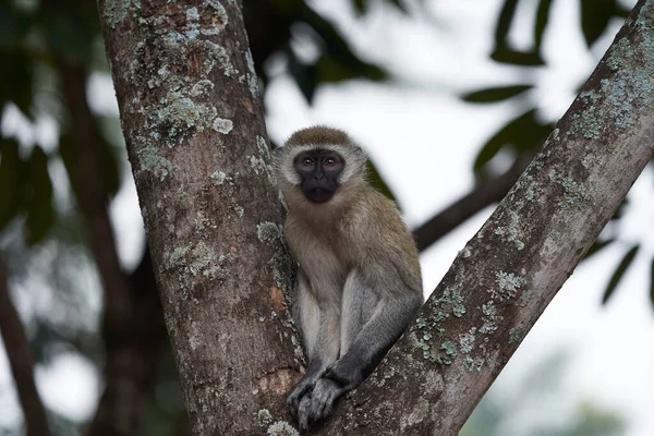 Macaco-de-vervet Chlorocebus pygerythrus Macaco-do-velho-mundo da família Cercopithecidae África Portrait — Fotografia de Stock