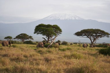  Amboseli - Büyük Beş Safari - Kilimanjaro Afrika çalı fili Loxodonta africana