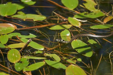 Natrix Gölü 'nde Gras Yılanı Portresi