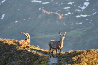 Oğlak Alp Albex Capra dağ keçisi İsviçre Alpleri