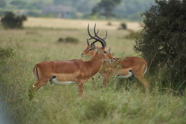Impala Grubu İmpalas Antilop Afrika 'nın Portresi Safari