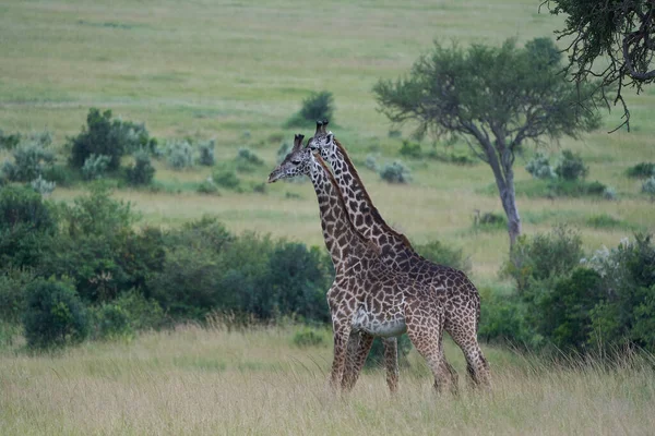 キリンアフリカキリンサファリ｜Big Five Africa — ストック写真