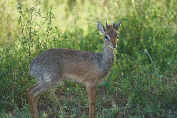 Şirin Dik Afrika Safari Gras Vahşi — Stok fotoğraf