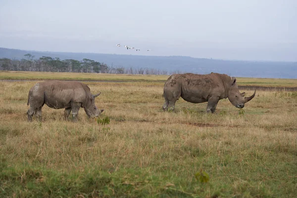 Rinoceronte Bebê e Mãe Rinoceronte com Rinoceronte Branco Pássaro Rinoceronte Quadrado Ceratotherium simum — Fotografia de Stock