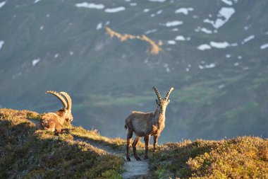 Oğlak Alp Albex Capra dağ keçisi İsviçre Alpleri