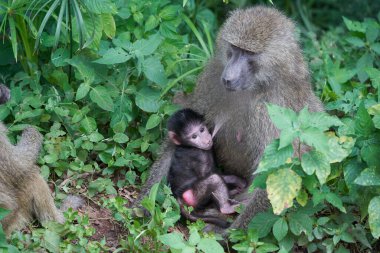 Olive babun baby Papio anubis Anubis babun Cercopithecidae Eski Dünya Maymunu