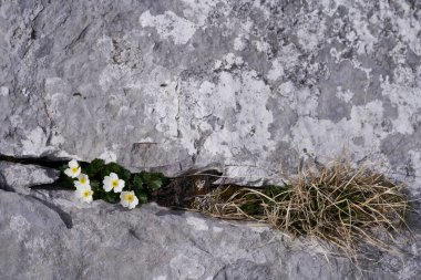 Yüksek çözünürlüklü taş dokusu gri siyah beyaz çiçek Pulsatilla alpina alp alp pasqueflower veya alp şakayığı