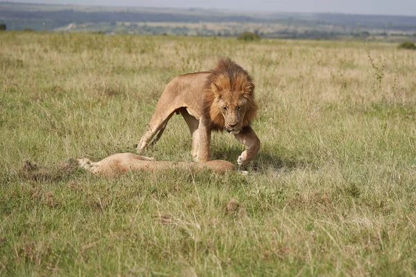 Lion and Lioness Kenya Safari Savanna Mating