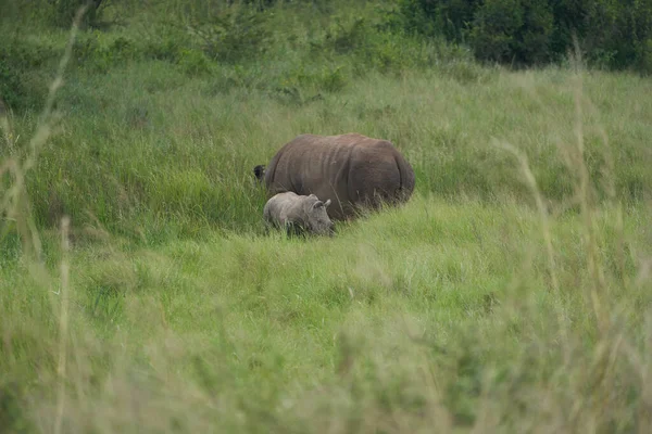 Rhino Baby i matka - nosorożec z ptasim nosorożcem czarnym z wargami nosorożca Diceros bicornis — Zdjęcie stockowe