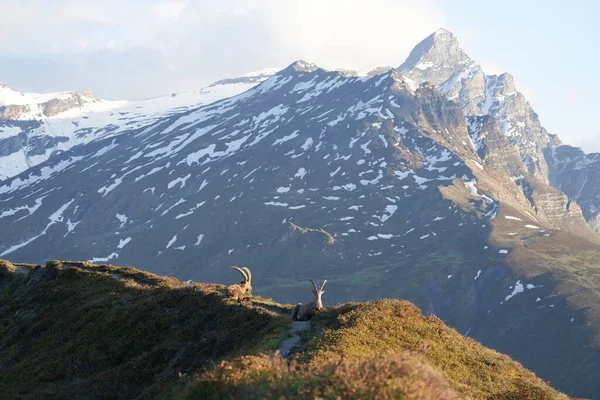 Capricornio Alpino Ibex Capra ibex Montaña Alpes suizos —  Fotos de Stock