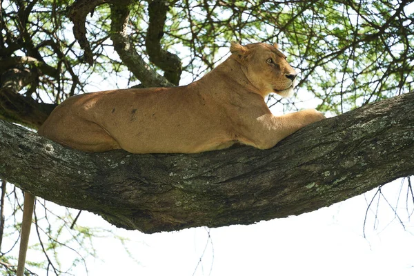 Serengeti leona trepadora de árboles - Lion Safari Portrait — Foto de Stock