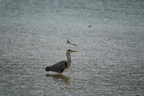 Garza gris Ardea cinerea largo patas depredador vadeando garza aves pescando comer aves — Foto de Stock