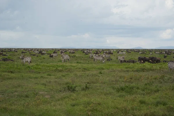 Wielka migracja Serengeti Gnu Wildebeest Zebra Connochaetes taurinus — Zdjęcie stockowe