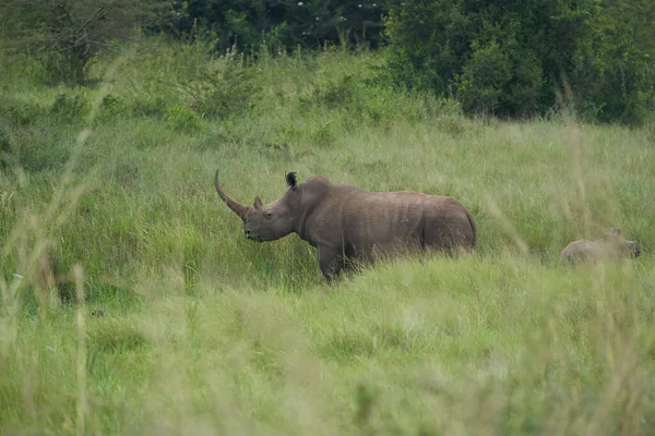 Rinoceronte Bebê e Mãe- Rinoceronte com Pássaro Preto rinoceronte-agitado Diceros bicornis — Fotografia de Stock