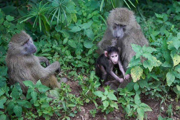 Olive baboon baby Papio anubis Anubis baboon Cercopithecidae Old world monkey — 图库照片