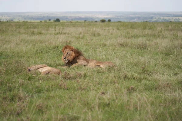 Lion and Lioness Kenya Safari Savanna Mating