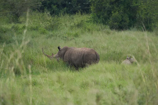 Rhino Baby i matka - nosorożec z ptasim nosorożcem czarnym z wargami nosorożca Diceros bicornis — Zdjęcie stockowe