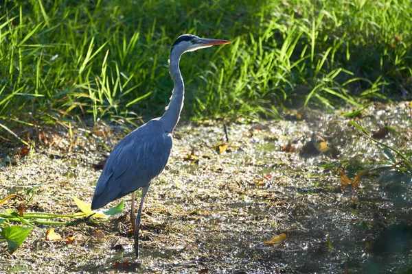 Серая цапля Ardea cinerea длинноногая хищная рыбацкая птица — стоковое фото