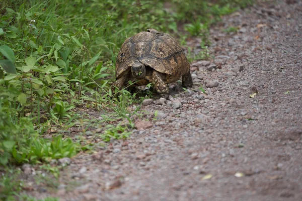 Леопардовая черепаха Stigmochelys pardalis Africa Кения Танзания большая и привлекательно выделяется в саваннах — стоковое фото