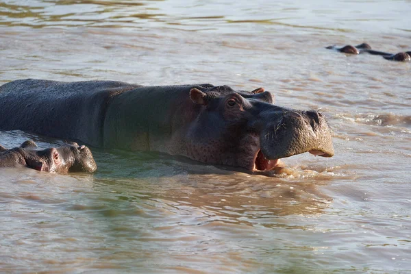 Flodhäst Hippopotamus amfibieAfrika Safari Porträtt Vatten — Stockfoto