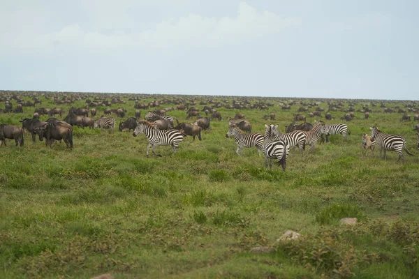 大迁徙Serengeti Gnu Wildebeest Zebra Connochaetes taurinus — 图库照片