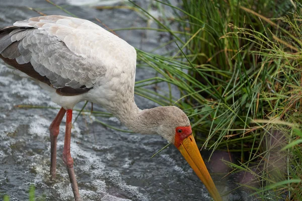 Желтоклювый аист Mycteria ibis также называемый древесным аистом или древесным ибисом arge African wading stork family Ciconiidae Portrait — стоковое фото