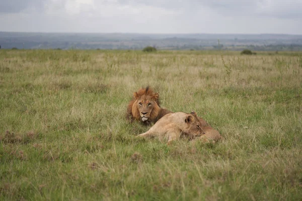 Lion et lionne Kenya Safari Savanna Mating — Photo