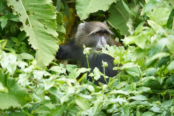 Blauwe aap diadeem aap Cercopithecus mitis Portret Soort Oude Wereld monnik — Stockfoto