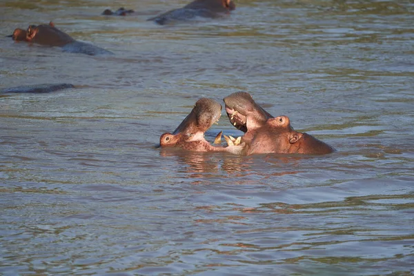 Flodhäst Hippopotamus amfibieAfrika Safari Porträtt Vatten — Stockfoto