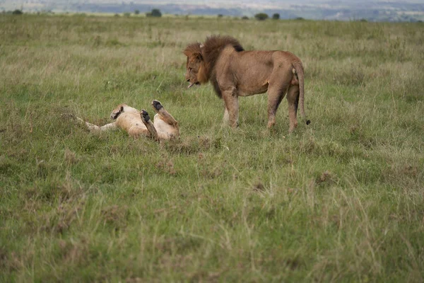 Leão e Leoa Quênia Safari Savanna Mating — Fotografia de Stock