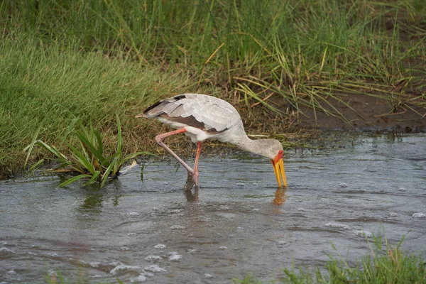 Желтоклювый аист Mycteria ibis также называемый древесным аистом или древесным ибисом arge African wading stork family Ciconiidae Portrait — стоковое фото